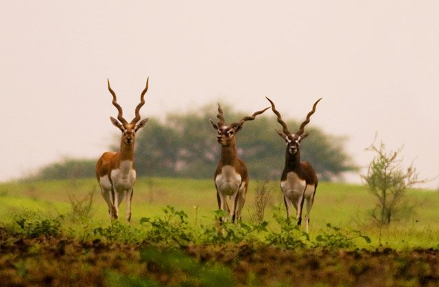 Ranebennuru Blackbuck Sanctuary